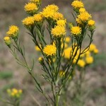 aster_linosyris2