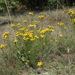 aster_linosyris3