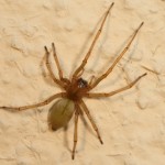 cheiracanthium_mildei1