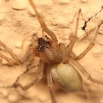 cheiracanthium_mildei2