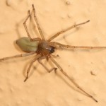 cheiracanthium_mildei3