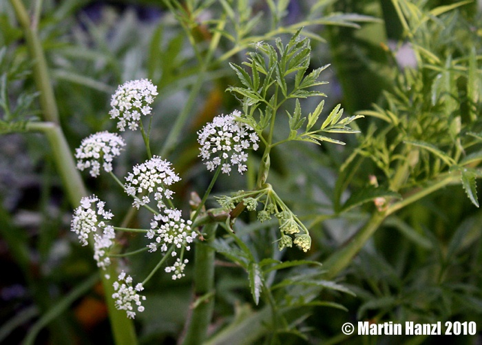 Cicuta virosa rozpuk jízlivý Apiaceae miříkovité Natura Bohemica