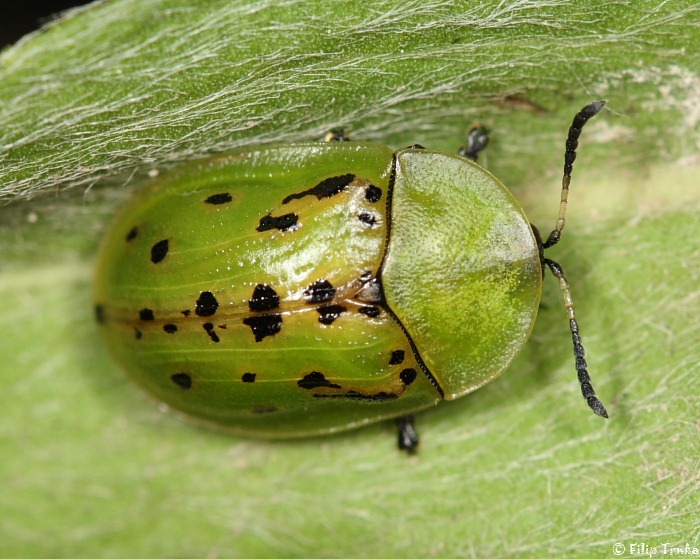 Cassida murraea štítonoš černoskvrnný Chrysomelidae