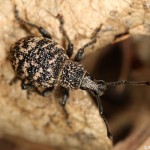 otiorhynchus_conspersus4