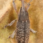 lixus_punctiventris3