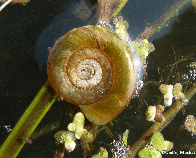 Planorbis planorbis terčovník vroubený Planorbidae okružákovití